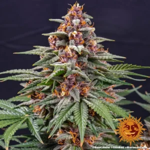 runtz auto barneys farm 2