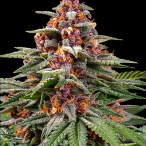 Runtz Auto Barney's Farm