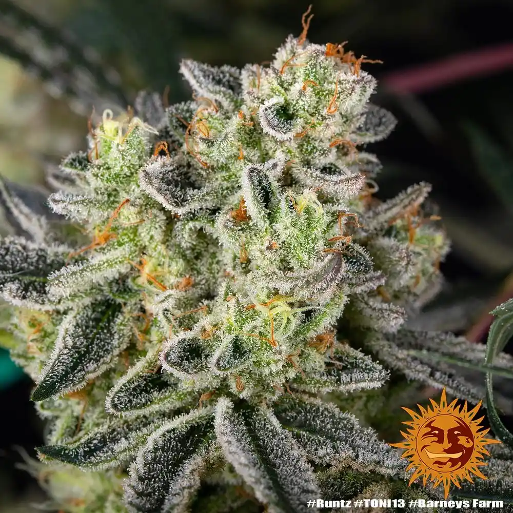 Runtz Barney's Farm - Imagen 2