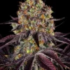 Runtz x Layer Cake Barney's Farm