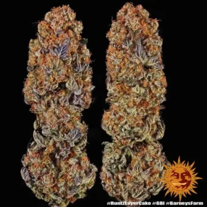 runtz x layer cake barneys farm 2