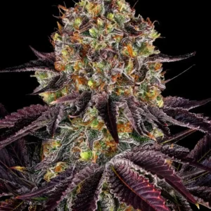 Runtz x Layer Cake Barney's Farm