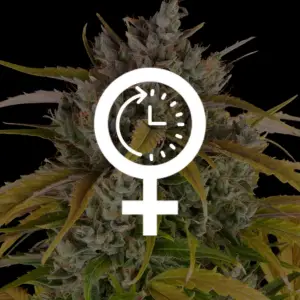 Semillas autoflorecientes