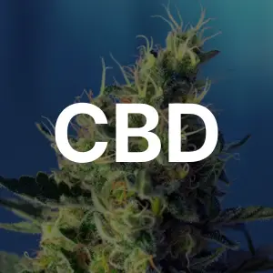 Semillas CBD