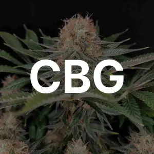 Semillas CBG