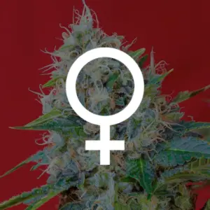 Semillas feminizadas