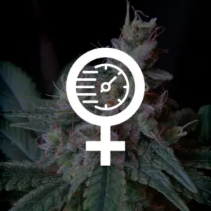 Semillas Fast Version