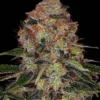 Shiskaberry Barney's Farm