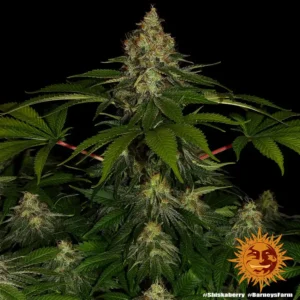 shiskaberry barneys farm 2