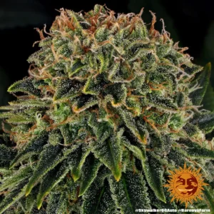 skywalker og auto barneys farm 2
