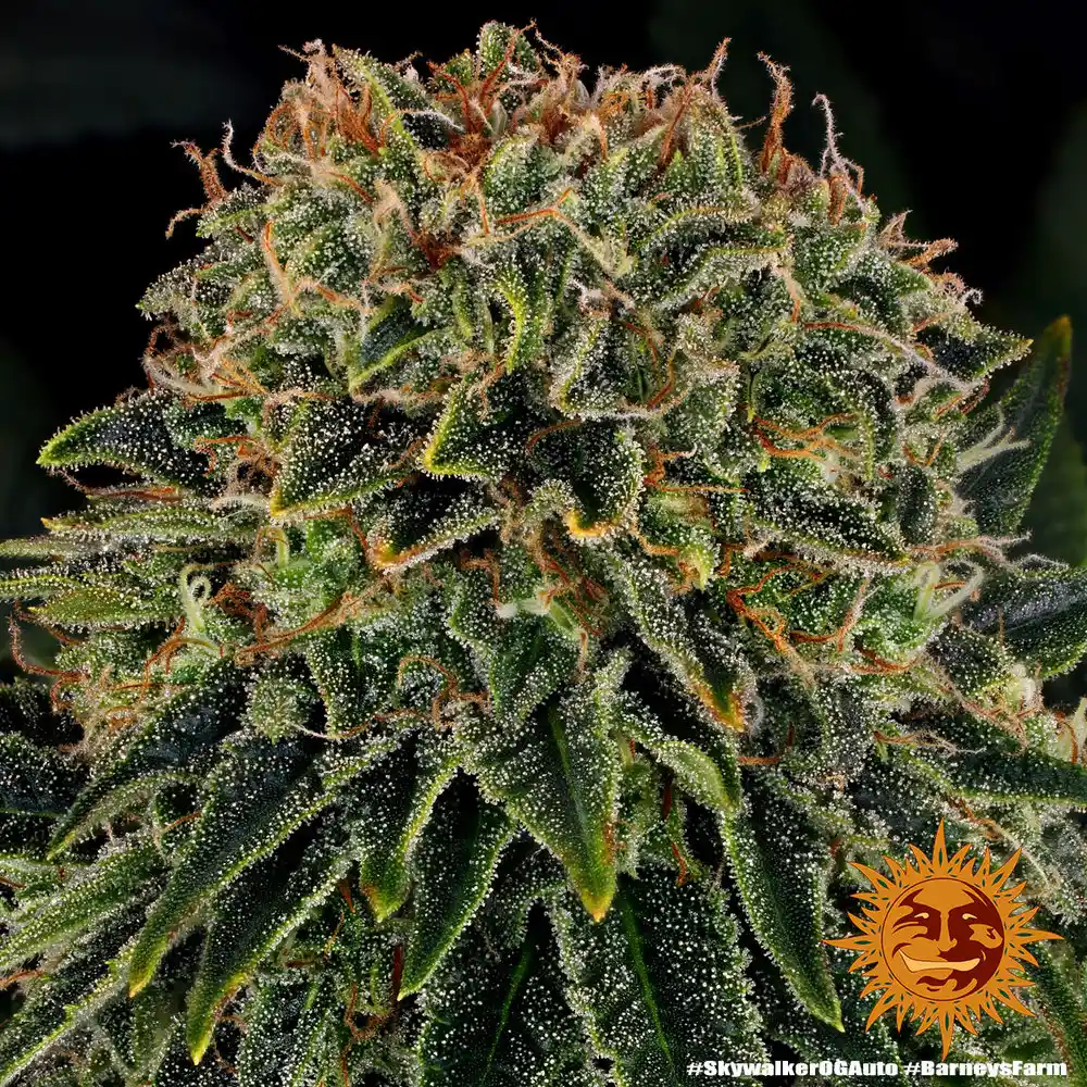 Skywalker OG Auto Barney's Farm - Imagen 2
