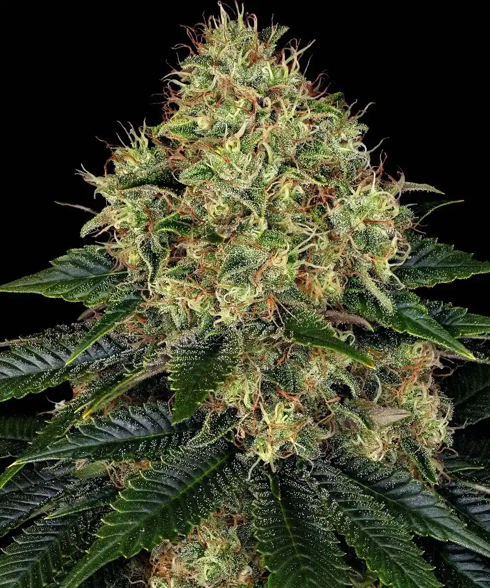 Skywalker OG Auto Barney's Farm