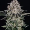 Sour Diesel Auto Barney's Farm