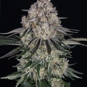 Sour Diesel Auto Barney's Farm