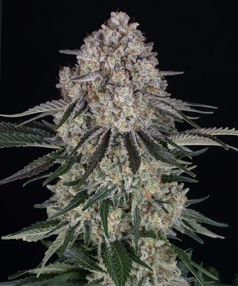 Sour Diesel Auto Barney's Farm