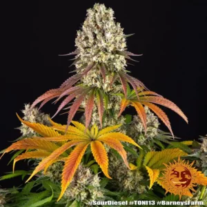 sour diesel barneys farm 2