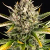 Strawberry Cheesecake Auto Barney's Farm
