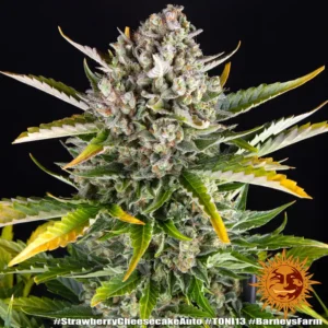 strawberry cheesecake auto barneys farm 2