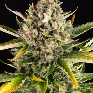 Strawberry Cheesecake Auto Barney's Farm