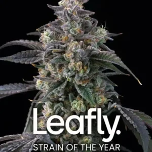 Super Boof Barney's Farm