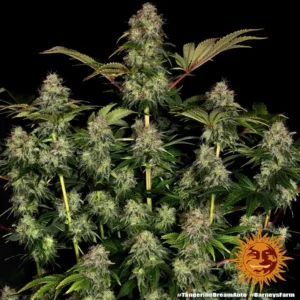 tangerine dream auto barneys farm 2