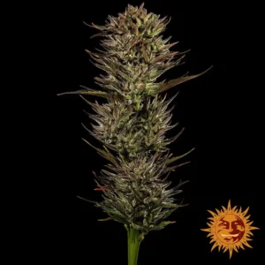 thin mint x sour pinot auto barneys farm 2
