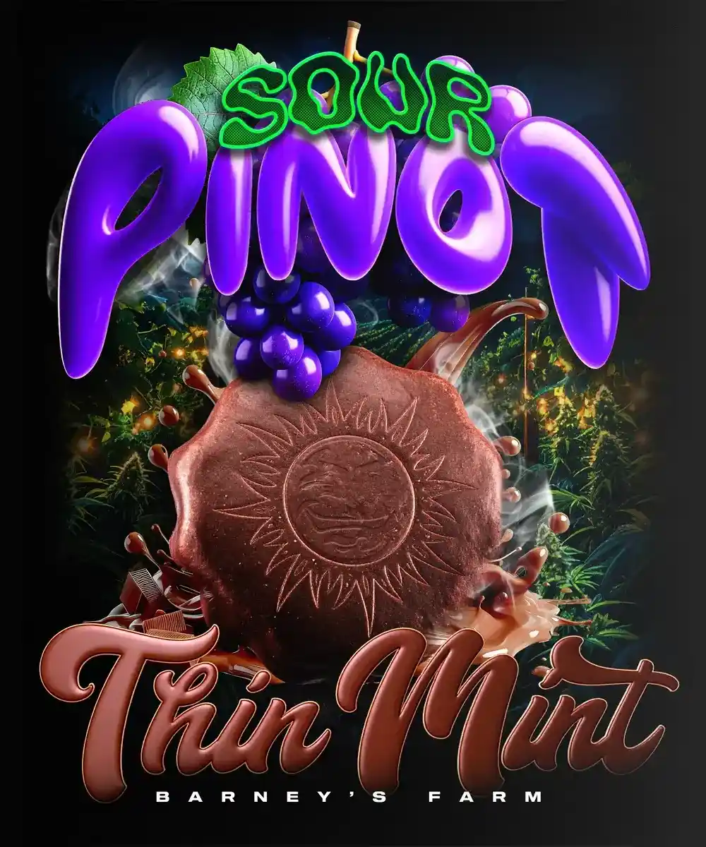 Thin Mint x Sour Pinot Auto Barney's Farm