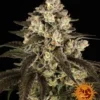 Trainwreck Barney's Farm