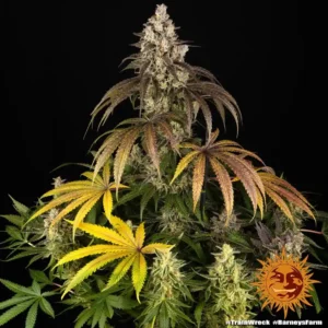 trainwreck barneys farm 2