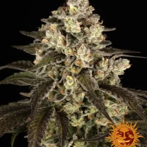 Trainwreck Barney's Farm