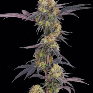 Tropicana Cherry Barney's Farm