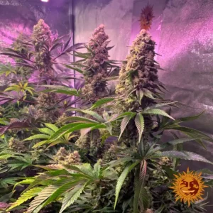 tropicanna banana barneys farm 2
