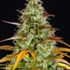 Watermelon Zkittlez Auto Barney's Farm