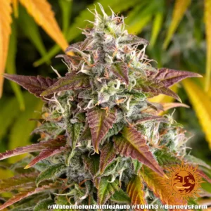 watermelon zkittlez auto barneys farm 2