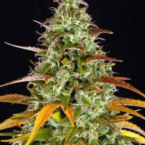 Watermelon Zkittlez Auto Barney's Farm