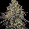 Watermelon Zkittlez Barney's Farm