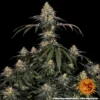 watermelon zkittlez barneys farm 2