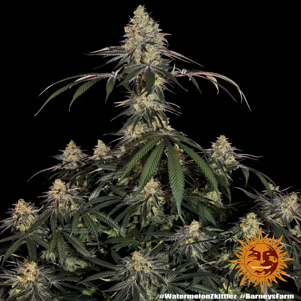 Watermelon Zkittlez Barney's Farm - Imagen 2