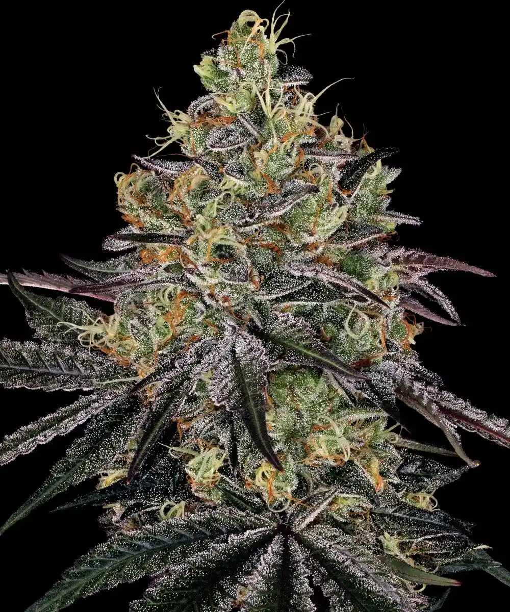 Watermelon Zkittlez Barney's Farm