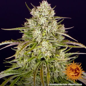 wedding cake auto barneys farm 2