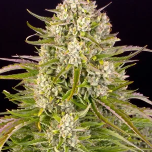 Wedding Cake Auto Barney's Farm
