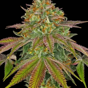 Wedding Cake Barney's Farm