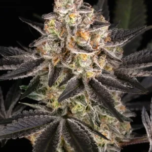 White Runtz Barney's Farm