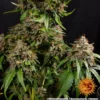 white widow xxl barneys farm 2