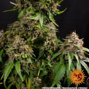 white widow xxl barneys farm 2