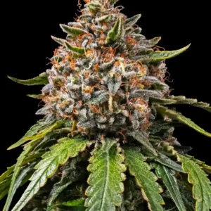 White Widow XXL Barney's Farm