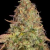Zkittlez OG Auto Barney's Farm