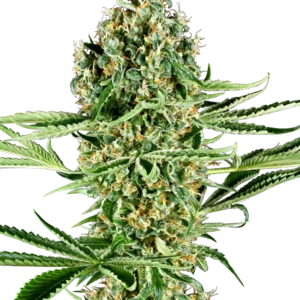 Critical Runtz Sensi Seeds