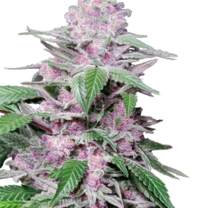 Purple Cookie Kush Sensi Seeds