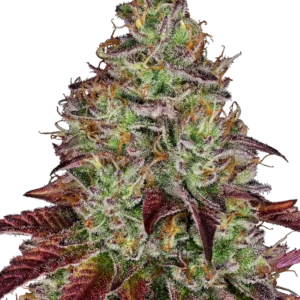 Tezla OG Sensi Seeds